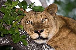 ��� (Panthera leo) ������������ ���� 