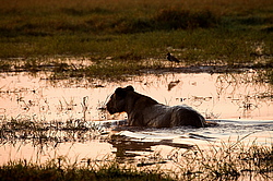 ��� (Panthera leo) ������������ ���� 