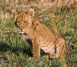 ��� (Panthera leo) ������������ ���� 
