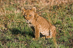 ��� (Panthera leo) ������������ ���� 