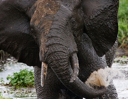 �������� ���� (Loxodonta africana)