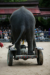 ��������� ���� (Elephas maximus) ��������. ����� � ����.