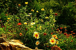 ����� �������� ���� ����� ������ ���� (������ ���� ���). ������� ����������� ����������, ������ �������, ������� ������, �����