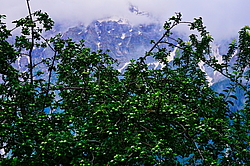 ������ �� ���� ������ ������. ������, ������ ������, ������� ������, �����