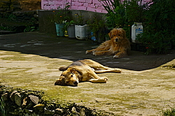 ���������� �����. ������, ������ ����,  ������� ������, �����