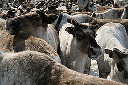 �������� ����� (Rangifer tarandus), ������ ���. ����� ���������� ����-����� �� ����� �������� ������� � ������ �� ���������, ����, ������