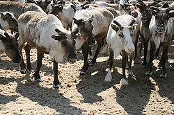 �������� ����� (Rangifer tarandus), ������ ���. ����� ���������� ����-����� �� ����� �������� ������� � ������ �� ���������, ����, ������