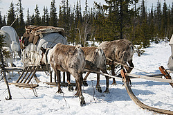 �������� ����� (Rangifer tarandus), ������ ���. ����� ���������� ����-����� �� ����� �������� ������� � ������ �� ���������, ����, ������