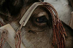 �������� ����� (Rangifer tarandus), ������ ���. ����� ���������� ����-����� �� ����� �������� ������� � ������ �� ���������, ����, ������