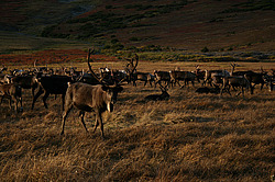 �������� ����� (Rangifer tarandus), ��������. �������� ����� ���������� ����-����� � ������, ����, ������