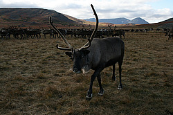 �������� ����� (Rangifer tarandus), ��������. �������� ����� ���������� ����-����� � ������, ����, ������