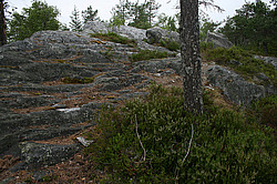 ���� ����������, ������ ����, 2011