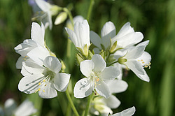 ����������� ������������, ������ ������� ������, ���������� �������