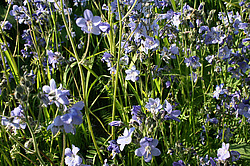 ����������� ������������, ������ ������� ������, ���������� �������