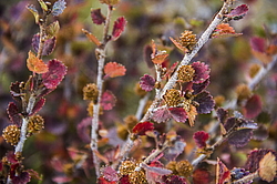 ������ �����, ������ �� ����� ����