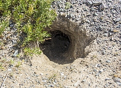 ������ �����, ����� ����