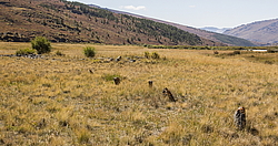 ������ �����, ����� ����