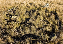 ������ �����, ����� ����