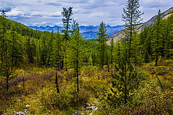 ������ �����, ������� ���������