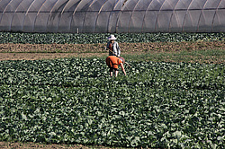 ����������, �������