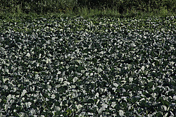 ����������, �������