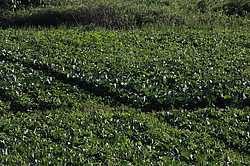 ����������, �������