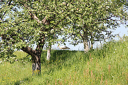 ����������, �������