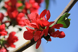 ����������, �������