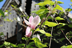 ����������, �������