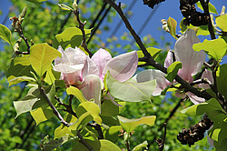 ����������, �������