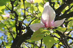 ����������, �������