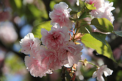 ����������, �������