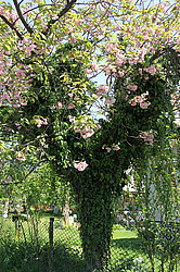 ����������, �������