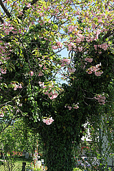 ����������, �������