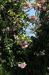 ����������, �������