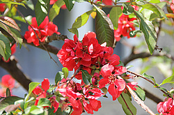 ����������, �������