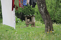 ����������, �������