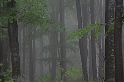 ����������, �������