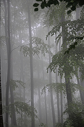 ����������, �������