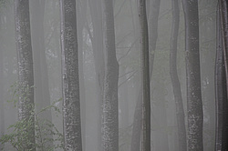 ����������, �������