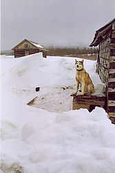 ���������� �������, �����