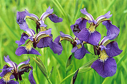 ���������� �������, �����