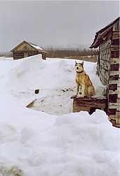 ���������� �������, �����