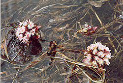 ���������� �������, �����