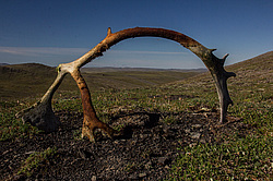 �������� ����� (Rangifer tarandus), ���������� ����. ������������ ������, ������, ������