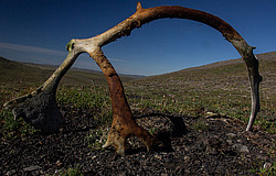 �������� ����� (Rangifer tarandus), ���������� ����. ������������ ������, ������, ������