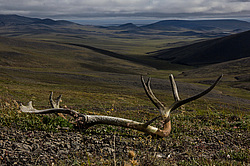 �������� ����� (Rangifer tarandus), ���������� ����. ������������ ������, ������, ������