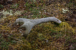 �������� ����� (Rangifer tarandus), ���������� ����. ������������ ������, ������, ������