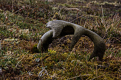 �������� ����� (Rangifer tarandus), ���������� ����. ������������ ������, ������, ������