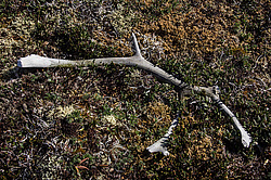 �������� ����� (Rangifer tarandus), ���������� ����. ������������ ������, ������, ������